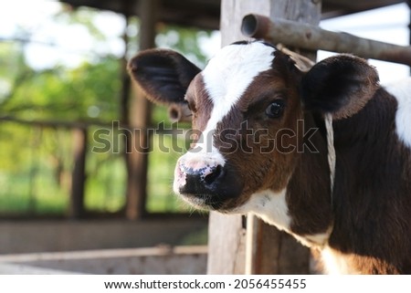 Cute little calf posing inside cowshed. nursery on a farm. close up of young calf,newborn baby cow.