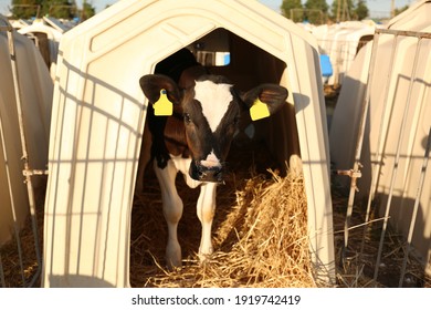 Cute little calf standing in hutch on farm. Animal husbandry - Shutterstock ID 1919742419