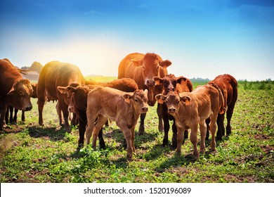 Cute little calfs grazing with cows. Agricultural background