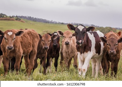 Cute Little Calves In A Dairy Farm In New Zealand