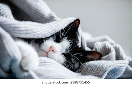 cute little cat peacefully sleeping hygge concept - Powered by Shutterstock