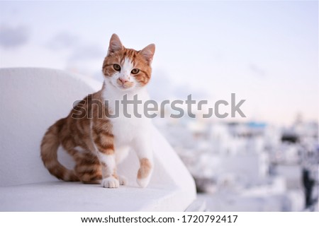 Similar – Image, Stock Photo Santorini