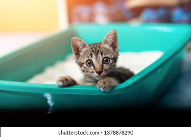 Cute little cat in the sandbox - Shutterstock ID 1378878290