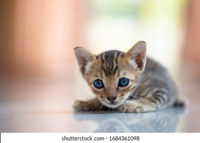 little cat