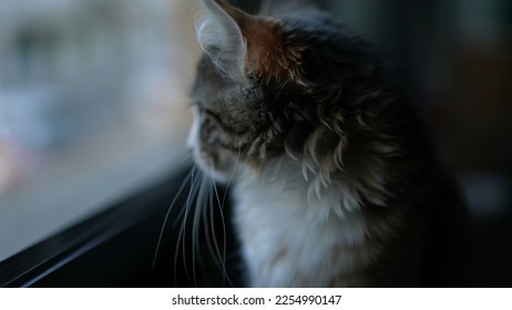 Cute little cat standing by window looking outside - Shutterstock ID 2254990147