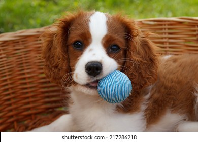 Cute little Cavalier King Charles Spaniel with blue rubber ball in the mouth