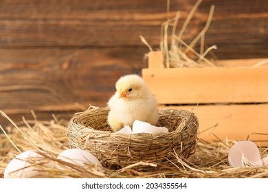 Cute little chick in nest on the farm - Shutterstock ID 2034355544