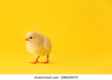 Cute Little Chick On Color Background