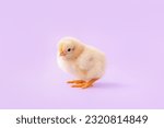 Cute little chick on lilac background