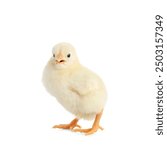 Cute little chick on white background