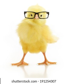 Cute little chicken in black eye glasses isolated on white background