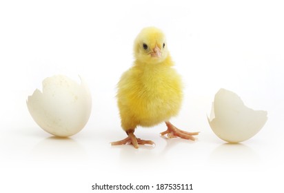 1,224 Chicken coming out of egg Images, Stock Photos & Vectors ...