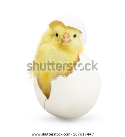 Cute little chicken coming out of a white egg isolated on white background
