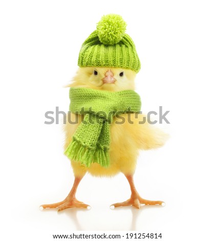 Cute little chicken in green knitted hat and scarf isolated on white background
