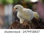 Cute little chicken isolated on nature background 