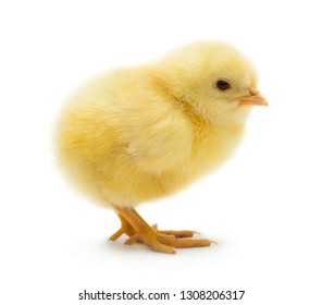Cute little chicken isolated on white background - Shutterstock ID 1308206317