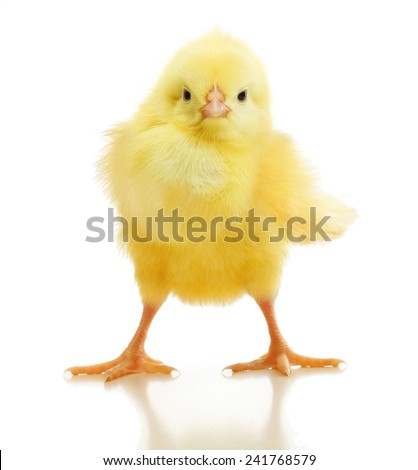 Cute little chicken isolated on white background