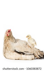 Cute Little Chicken Standing On Hen Isolated On White 