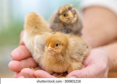 Cute little chickens in hands.