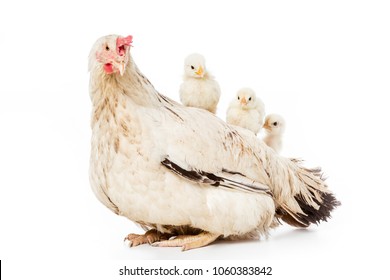 Cute Little Chickens Sitting On Hen Isolated On White 