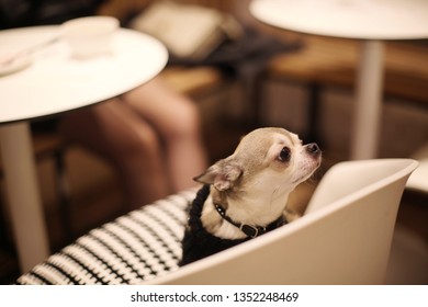 Cute Little Chihuahua Puppy Is Sitting In A Posh Cafe And Waiting For His Owner. Adorable Little Dog. 