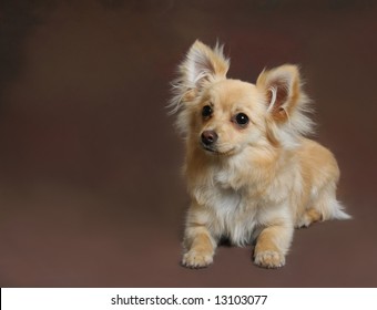 Pomeranian Chihuahua Mix Images Stock Photos Vectors Shutterstock