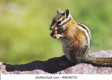 Cute Little Chipmunk Eating Nut.