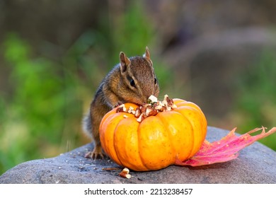 Cute Little Chipmunk Eating Nuts In Fall