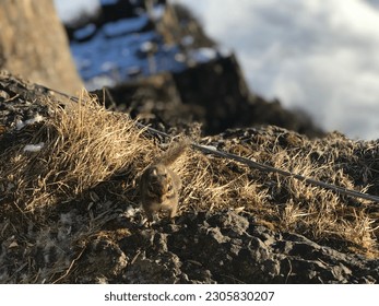 Cute little chipmunk eats on Mount Emei at 3,099 meters high - Leshan, Sichuan province, China