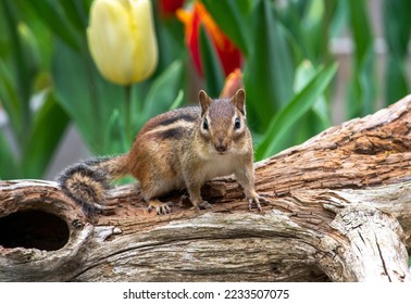 Cute little chipmunk stands alert on a hollow log in a springtime garden of tulips
