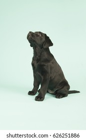 Cute little Chocolate Labrador puppy on green background