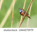 Cute little colorful bird with blue and orange throat singing in the reeds. Beautiful colorful White-spotted Bluethroat, Luscinia svecica, in wetland. European waterfowl in spring time. Wildife photo