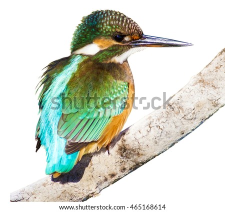 Similar – Image, Stock Photo Kingfisher on a branch