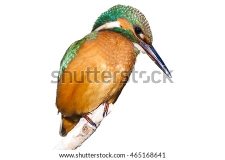 Similar – Image, Stock Photo Kingfisher on a branch