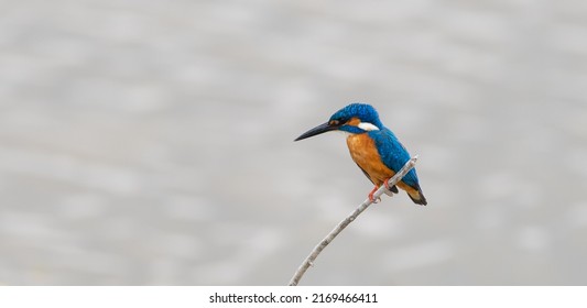 Cute little common kingfisher (Alcedo atthis) also known as Eurasian kingfisher or river kingfisher perch on a stick. close up bird photograph.