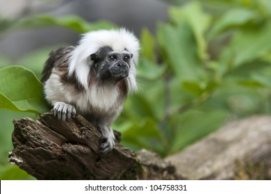 cute little cotton-head monkey - sitting on a branch