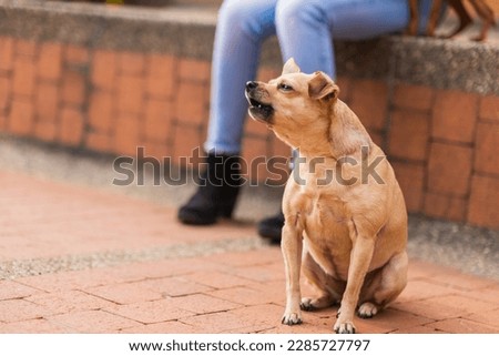 Cute little cream colored pinscher dog sitting on the floor while she barks, horizontal photography