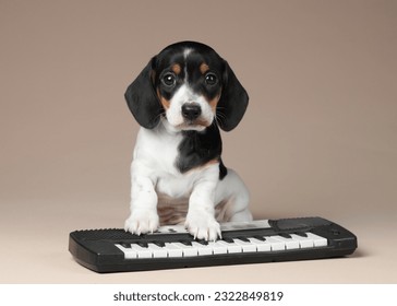 Cute little dachshund puppy with a synthesizer