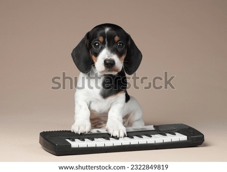 Cute little dachshund puppy with a synthesizer
