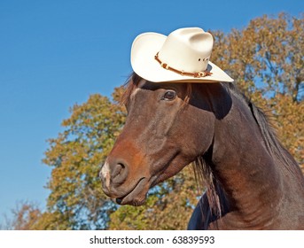 Cute Little Dark Bay Arabian Horse Wearing A Cowboy Hat