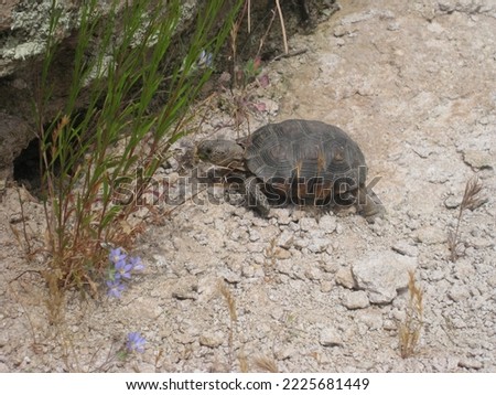 Cute Little Desert Tortoise Crossing Trail in Arizona