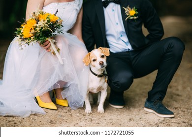 Cute little dog attending at a wedding
