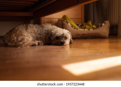 Cute Little Dog (Bolonka Zwetna) Hiding Under Bed And Looking Sad 