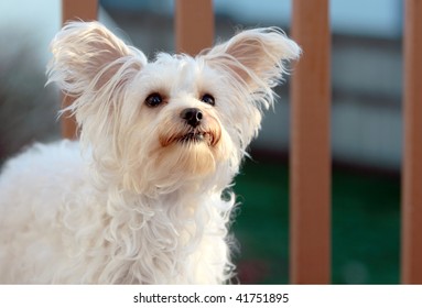 Cute Little Dog With Both Ears Perked Up