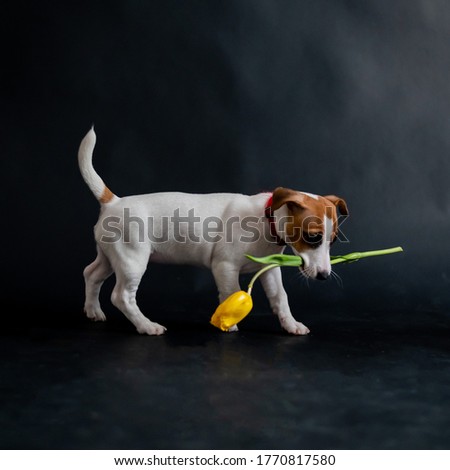 Cute little dog carries a tulip in his mouth and joyfully plays on a black background. Purebred puppy Jack Russell Terrier gives a yellow spring flower on March 8. International Women's Day.