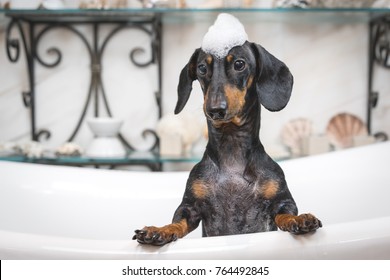 A cute little dog dachshund, black and tan, taking a bubble bath with his paws up on the rim of the tub