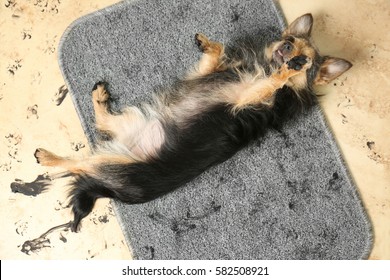 Cute Little Dog With Dirty Trails On Rug On The Floor