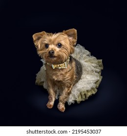 Cute Little Dog Dressed Up In Sparkle Skirt And Bling Collar, Looking Into Camera Isolated On Black Background