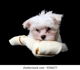 A Cute Little Dog Eating  A Big Bone