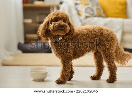 Cute little dog eating from bowl